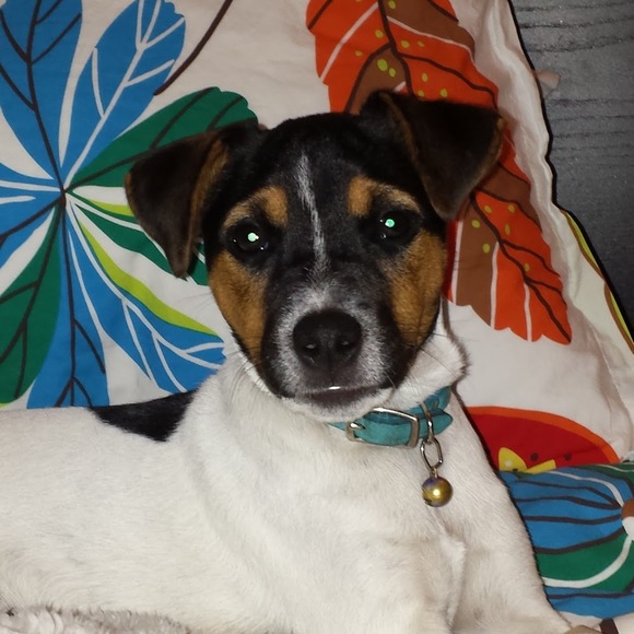 Meet your Posher, C - Picture 1 of 1